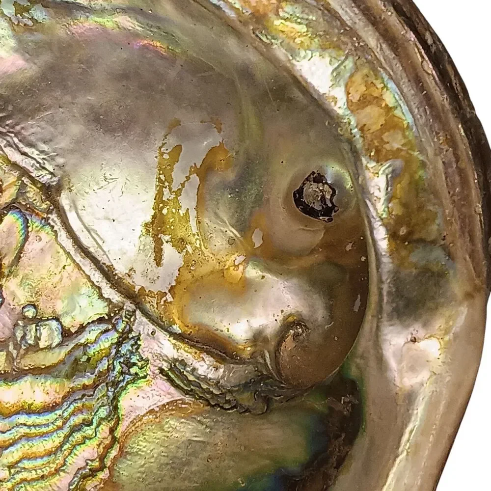 Vintage large abalone